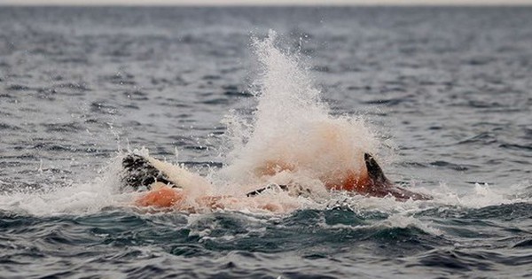 Lần đầu tiên con người vừa chụp được những hình ảnh đáng kinh ngạc này ở Na Uy avatar1762675501635 1762675502102422060469 0 42 315 546 crop 17626755326671081045248jpg