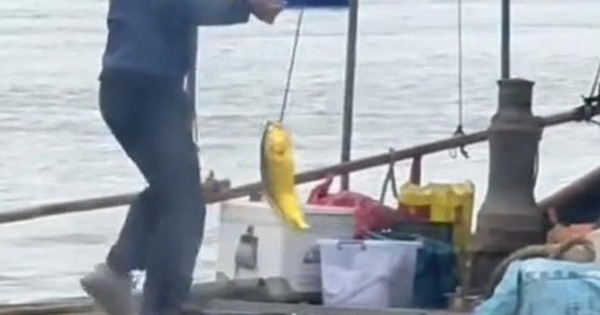 Người đàn ông câu được con cá vàng trị giá 74 triệu đồng trên biển avatar1762675831806 1762675832021685816023 0 44 315 548 crop 17626758469641990377145jpg