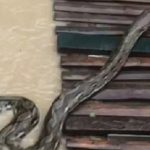 Người dân sốc nặng khi thấy cảnh tượng đáng sợ trong dòng nước lũ avatar1762676399344 1762676399609691222679 0 38 315 542 crop 17626764224981154623393jpg