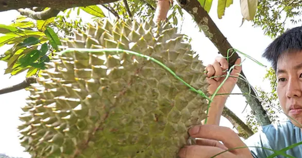 Sầu riêng sẽ trở thành "quốc quả" của Malaysia? avatar1762762234863 1762762235219259277474 0 68 315 572 crop 1762762254068728678293png