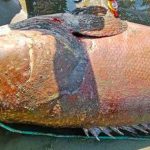 Ngư dân bắt được con cá khổng lồ nặng 194kg trên biển avatar1762771564606 17627715653191246588401 0 14 315 518 crop 17627715861911994556963jpg