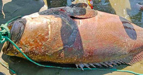 Ngư dân bắt được con cá khổng lồ nặng 194kg trên biển avatar1762771564606 17627715653191246588401 0 14 315 518 crop 17627715861911994556963jpg