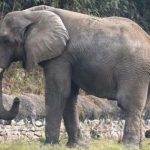 Đã rõ lý do vì sao chú voi cô đơn nhất thế giới chết avatar1762784505337 1762784505726884276066 0 70 315 574 crop 17627845315381059555660jpg