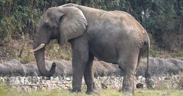 Đã rõ lý do vì sao chú voi cô đơn nhất thế giới chết avatar1762784505337 1762784505726884276066 0 70 315 574 crop 17627845315381059555660jpg