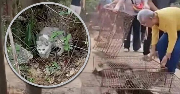 Thả 400 con mèo "phóng sinh" gây phẫn nộ ở Trung Quốc avatar1762838763230 176283876383872263329jpg