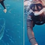 "Thủy quái" khổng lồ bất ngờ lao đến dưới biển sâu: Thợ lặn suýt bị nuốt chửng trong tích tắc avatar1762850037446 1762850037932171966293 0 41 703 1166 crop 1762850050077905726117jpg