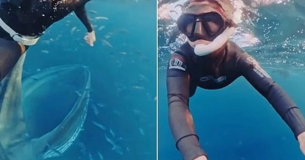 "Thủy quái" khổng lồ bất ngờ lao đến dưới biển sâu: Thợ lặn suýt bị nuốt chửng trong tích tắc avatar1762850037446 1762850037932171966293 0 41 703 1166 crop 1762850050077905726117jpg