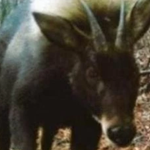 Loài vật quý hiếm bậc nhất hành tinh bất ngờ tái xuất sau 500.000 năm tuyệt tích avatar1762852561573 1762852562190291503004 0 35 315 539 crop 17628525820552098751636png