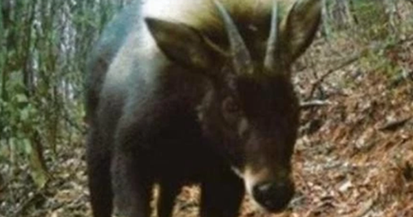 Loài vật quý hiếm bậc nhất hành tinh bất ngờ tái xuất sau 500.000 năm tuyệt tích avatar1762852561573 1762852562190291503004 0 35 315 539 crop 17628525820552098751636png