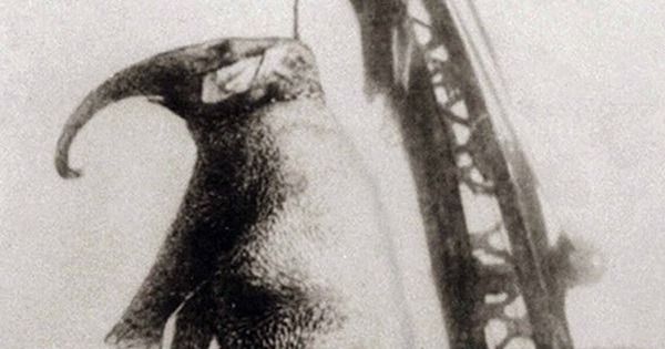 Con voi bất hạnh nhất lịch sử avatar1762869485045 1762869485460358996357 0 0 315 504 crop 17628694903411125123888jpg