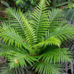 Lần đầu tiên Trung Quốc phát hiện đất hiếm trong cây khiến thế giới sửng sốt, tiềm năng thay đổi tương lai ngành khai khoáng avatar1762941287930 17629412881671561631228png