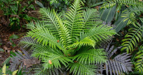 Lần đầu tiên Trung Quốc phát hiện đất hiếm trong cây khiến thế giới sửng sốt, tiềm năng thay đổi tương lai ngành khai khoáng avatar1762941287930 17629412881671561631228png