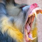 Loài khỉ lớn nhất thế giới: Những 'gã khổng lồ' lang thang theo đàn hơn 800 con trong rừng Gabon avatar1763009223216 17630092236451985769130 53 0 1253 1920 crop 17630092296541044534859jpg