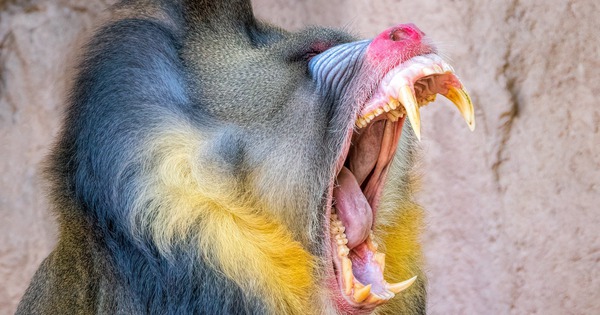 Loài khỉ lớn nhất thế giới: Những 'gã khổng lồ' lang thang theo đàn hơn 800 con trong rừng Gabon avatar1763009223216 17630092236451985769130 53 0 1253 1920 crop 17630092296541044534859jpg