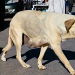 Maroc bị chỉ trích vì giết hàng nghìn con chó vì World Cup avatar1763091800593 17630918009611196265208 0 92 315 596 crop 17630918211801113207721jpg