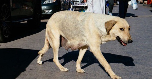 Maroc bị chỉ trích vì giết hàng nghìn con chó vì World Cup avatar1763091800593 17630918009611196265208 0 92 315 596 crop 17630918211801113207721jpg