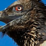 Kền kền thay đổi tập tính: Từ loài ăn xác thối trở thành 'kẻ săn mồi', hai vụ việc rúng động nước Pháp phơi bày sự thật đáng sợ avatar1763170663623 1763170663979852688282jpg