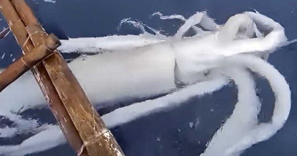 Ngư dân câu được con mực khổng lồ nặng 50kg trên biển avatar1763216501923 17632165025956189903 0 81 315 585 crop 1763216522136576463649jpg