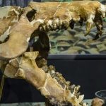 "Heo địa ngục” nặng 1 tấn ở Mỹ đã nhai cả tê giác avatar1763276026977 17632760278301920661685jpg