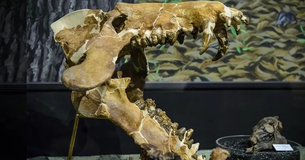 "Heo địa ngục” nặng 1 tấn ở Mỹ đã nhai cả tê giác avatar1763276026977 17632760278301920661685jpg