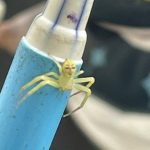 Nhện “mặt người” gây chú ý trên mạng Thái Lan avatar1763291720573 1763291723665195183323jpeg