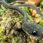 Loài rắn kỳ lạ hiếm khi vượt quá 60 cm, được người dân coi là "rồng sống": Có cách phòng vệ rất đặc biệt avatar1763366030484 17633660307951561796960jpg