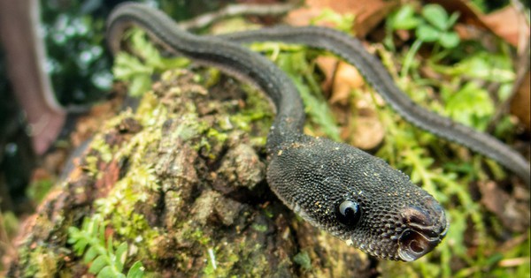 Loài rắn kỳ lạ hiếm khi vượt quá 60 cm, được người dân coi là "rồng sống": Có cách phòng vệ rất đặc biệt avatar1763366030484 17633660307951561796960jpg