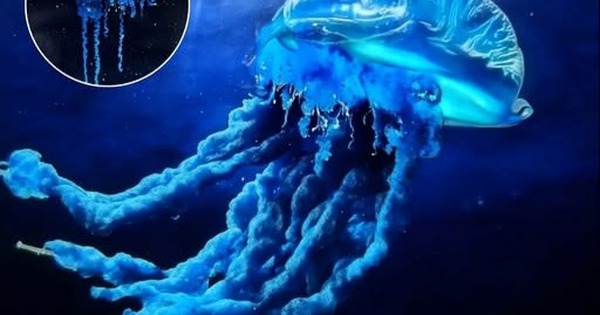 Sứa samurai: Phát hiện mới ở Nhật Bản hé lộ sự dịch chuyển của biển cả trong thời kỳ khí hậu biến đổi avatar1763366687893 1763366688140358401224jpg