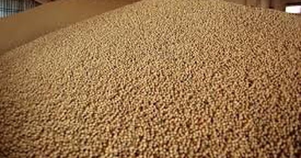 Nông dân Mỹ mắc kẹt với “núi vàng mọc ra từ đất”: Khách mua tiềm năng từ châu Á vẫn dửng dưng avatar1763388378071 17633883791611892025424jpg