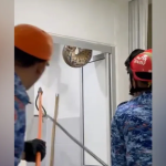 Trăn khổng lồ chọc thủng trần nhà vệ sinh, gây kinh hãi ở Malaysia avatar1763473124091 17634731250341703274789png