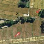 Cánh đồng gần chùa bỗng đổi dạng trong một đêm, dân làng xôn xao "chưa từng thấy bao giờ" avatar1763627318888 17636273194451523557494 55 0 516 737 crop 17636273325971637737441jpg