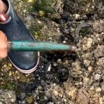 Đi đào giun, người đàn ông phát hiện kho báu vô giá nặng 6kg avatar1763630960981 176363096147290612296 0 25 315 529 crop 1763630975523860858197jpg