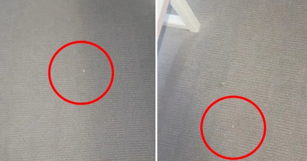 Chủ nhà đến kiểm tra, người thuê bị hạch sách đủ đường vì trên thảm có 3 vết bụi nhưng như thế vẫn chưa phải yêu cầu vô lý nhất avatar1763686294905 17636862952741699707333jpg