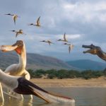 Loài quái vật bay chưa từng biết "trỗi dậy" từ bụng khủng long avatar1763701711093 1763701711872865690449jpg