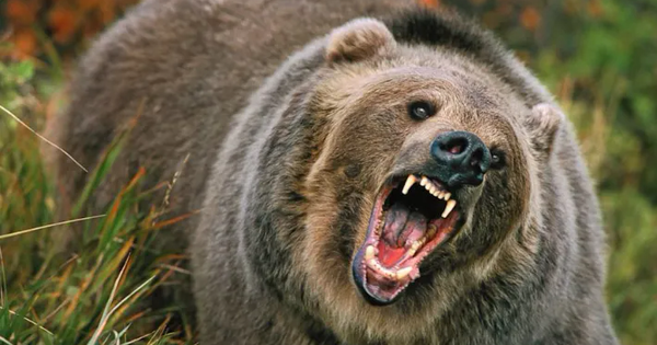 Gấu tấn công học sinh và giáo viên ở Canada, 11 người bị thương avatar1763776921369 176377692189994061413png