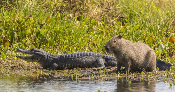 Tại sao cá sấu hiếm khi ăn chuột lang nước: Bí ẩn về loài gặm nhấm điềm tĩnh nhất hành tinh? avatar1763784251748 17637842521251088412344jpg