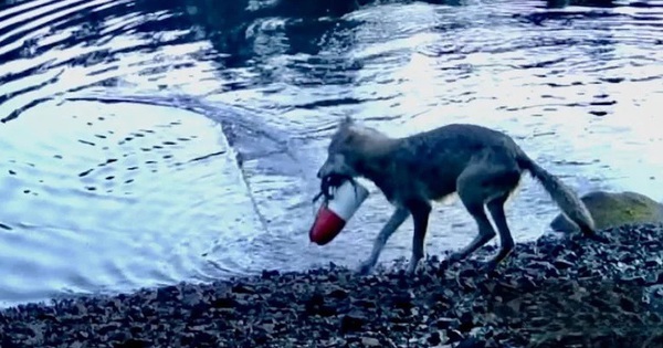 Phát hiện chấn động về hành vi chưa từng ghi nhận ở sói avatar1763800322491 17638003231221363912007jpg 1