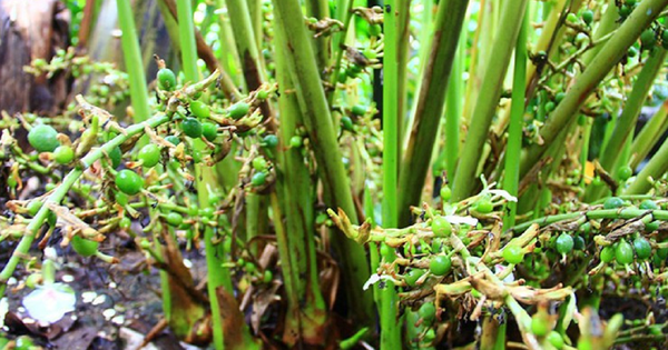 Loại hạt đắt đỏ bậc nhất thế giới, 2 triệu đồng/kg chỉ hơn 10 nước trồng được, ở Việt Nam cũng có avatar1763886765670 1763886766041441699952png