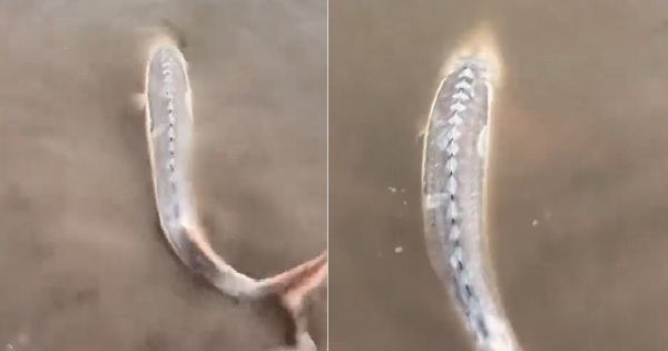 Câu được con cá màu trắng, người đàn ông sợ hãi thả lại sông avatar1763891672962 1763891673341362139995jpg