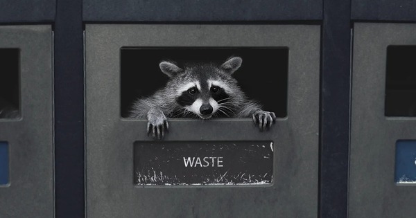 Gấu mèo thành phố đang tự thuần hóa và tiến hóa thành thú cưng! avatar1763897154578 17638971550671099810144jpg