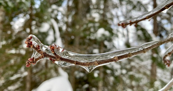 Tại sao cây bạch dương gần như không thể chết vì đóng băng? avatar1763958373268 17639583737741493890615 111 0 1361 2000 crop 17639584020771117614364jpg