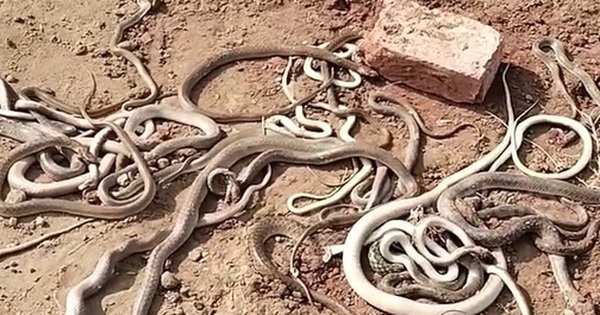 Bắt được 29 con rắn bò ra từ ngôi nhà đang xây avatar1764150835826 17641508363991702797305 0 67 315 571 crop 17641508504571291335190jpg