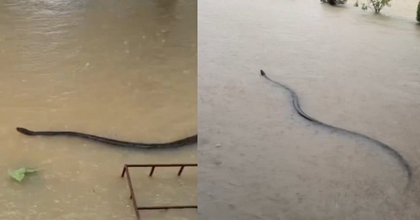 Người dân sốc nặng khi thấy cảnh đáng sợ trong dòng nước lũ avatar1764237252380 1764237252773897057325 0 63 315 567 crop 17642372653611777952597jpg