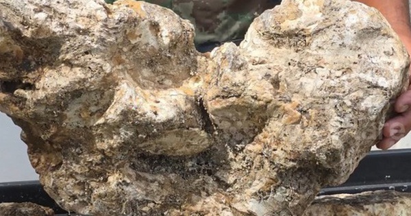 Đánh cá trên biển, người đàn ông vớt được thứ trị giá 98 tỷ đồng avatar1764324109265 17643241095171633688836 0 38 315 542 crop 17643241290211814977489jpg