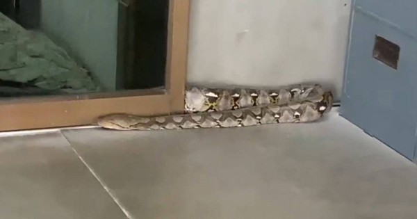 Bức tường phát ra tiếng động, người dân bỏ chạy khi thấy thứ đáng sợ avatar1764416894483 17644168946971825716824jpg