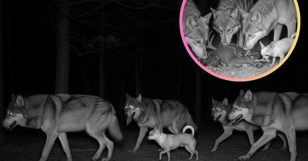 Sự thật ngỡ ngàng: Đến Chihuahua cũng mang dòng máu "sói" trong mình avatar1764477791774 1764477792090497647639jpg