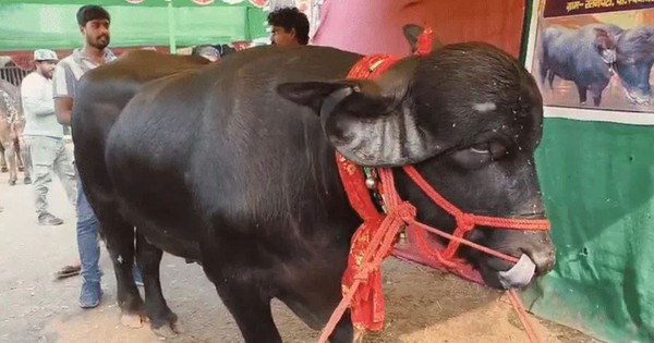 Con trâu dài 2,4 mét được trả 1,4 tỷ đồng, người đàn ông từ chối bán avatar1764479592387 1764479592752953552591jpg