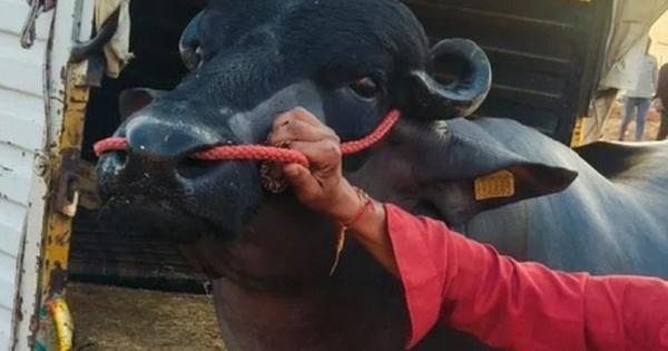 Con trâu màu đen khổng lồ có giá gần 62 tỷ đồng avatar1764566557989 1764566558565149635005 0 54 315 558 crop 1764566570525457860841jpg