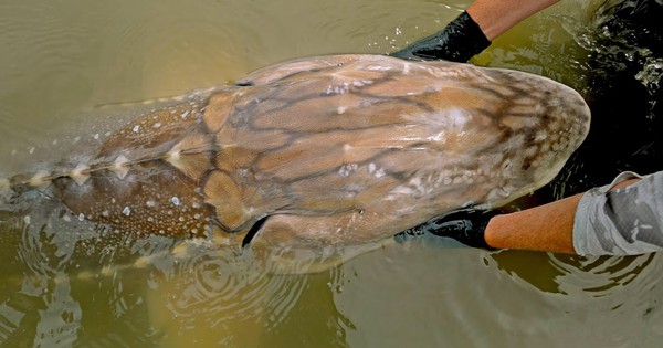 Gặp "thủy quái nước ngọt" dài hơn 6m, nặng gần 700kg: Cá thể hiếm đến mức cả thập kỷ mới thấy một lần avatar1764575598970 17645755994192039062344jpg