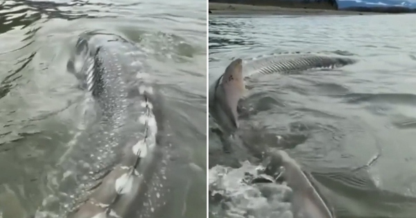 Người đàn ông câu được con cá khổng lồ nặng 270kg trên sông avatar1764647856635 17646478571481038964273jpg